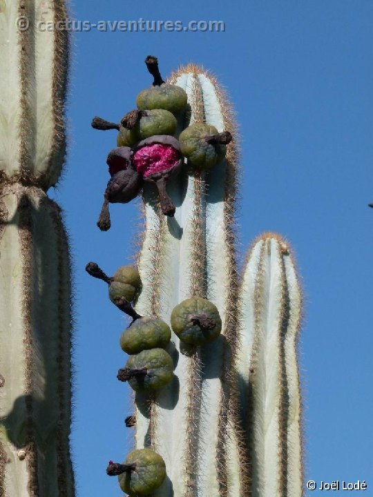 Pilosocereus pachycladus azureus P1050377